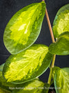 Hoya Australis Lisa, wachsblume, organically grown tropical plants for sale at TOMs FLOWer CLUB.