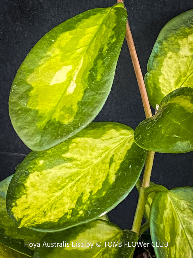 Hoya Australis Lisa | organically grown tropical Hoya plants