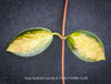 Hoya Australis Lisa, wachsblume, organically grown tropical plants for sale at TOMs FLOWer CLUB.