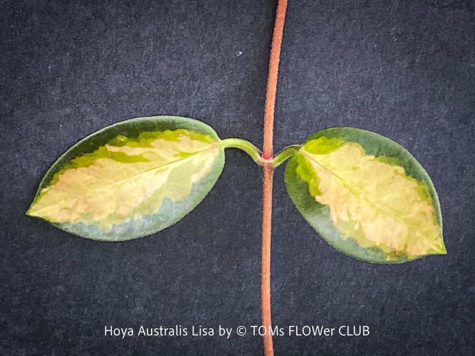 Hoya Australis Lisa, wachsblume, organically grown tropical plants for sale at TOMs FLOWer CLUB.