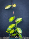 Hoya Australis Lisa, wachsblume, organically grown tropical plants for sale at TOMs FLOWer CLUB.