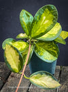 Hoya Australis Lisa, wachsblume, organically grown tropical plants for sale at TOMs FLOWer CLUB.