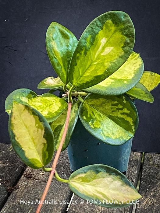 Hoya Australis Lisa, wachsblume, organically grown tropical plants for sale at TOMs FLOWer CLUB.