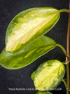 Hoya Australis Lisa, wachsblume, organically grown tropical plants for sale at TOMs FLOWer CLUB.