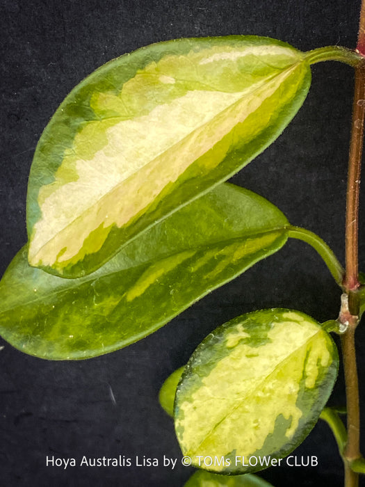 Hoya Australis Lisa, wachsblume, organically grown tropical plants for sale at TOMs FLOWer CLUB.