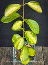 Hoya Australis Lisa, wachsblume, organically grown tropical plants for sale at TOMs FLOWer CLUB.
