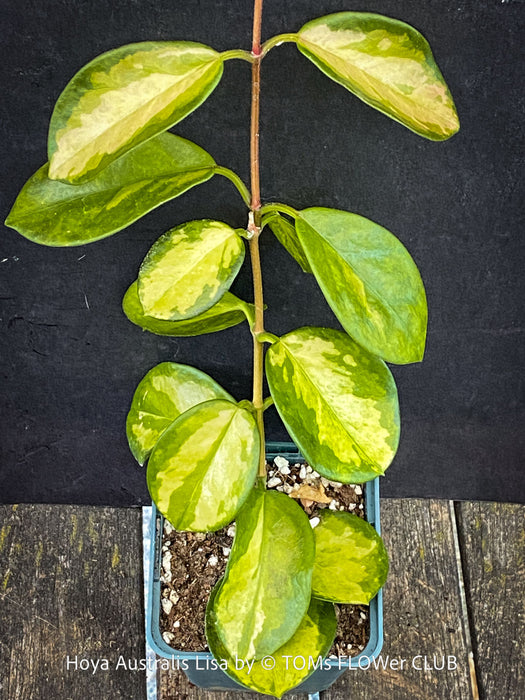 Hoya Australis Lisa, wachsblume, organically grown tropical plants for sale at TOMs FLOWer CLUB.