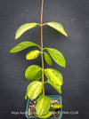 Hoya Australis Lisa, wachsblume, organically grown tropical plants for sale at TOMs FLOWer CLUB.