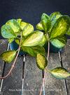 Hoya Australis Lisa, wachsblume, organically grown tropical plants for sale at TOMs FLOWer CLUB.