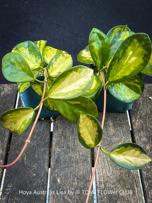 Hoya Australis Lisa, wachsblume, organically grown tropical plants for sale at TOMs FLOWer CLUB.