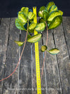 Hoya Australis Lisa, wachsblume, organically grown tropical plants for sale at TOMs FLOWer CLUB.