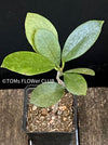 Hoya Australis, organically grown tropical hoya plants for sale at TOMs FLOWer CLUB.