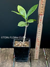 Hoya Australis, organically grown tropical hoya plants for sale at TOMs FLOWer CLUB.