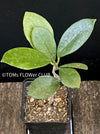 Hoya Australis, organically grown tropical hoya plants for sale at TOMs FLOWer CLUB.