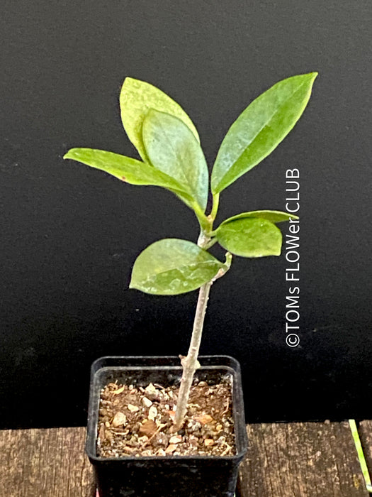 Hoya Australis, organically grown tropical hoya plants for sale at TOMs FLOWer CLUB.