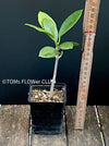 Hoya Australis, organically grown tropical hoya plants for sale at TOMs FLOWer CLUB.