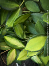 Hoya Burtoniae Aurea Variegata, organically grown tropical Hoya plants for sale at TOMs FLOWer CLUB.