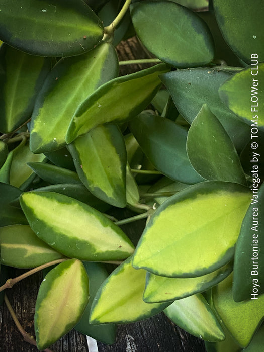 Hoya Burtoniae Aurea Variegata, organically grown tropical Hoya plants for sale at TOMs FLOWer CLUB.