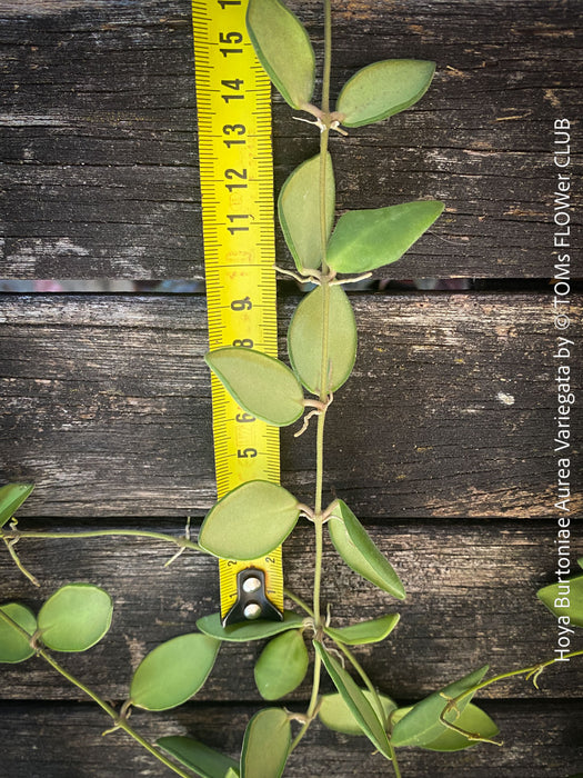 Hoya Burtoniae Aurea Variegata, organically grown tropical Hoya plants for sale at TOMs FLOWer CLUB.