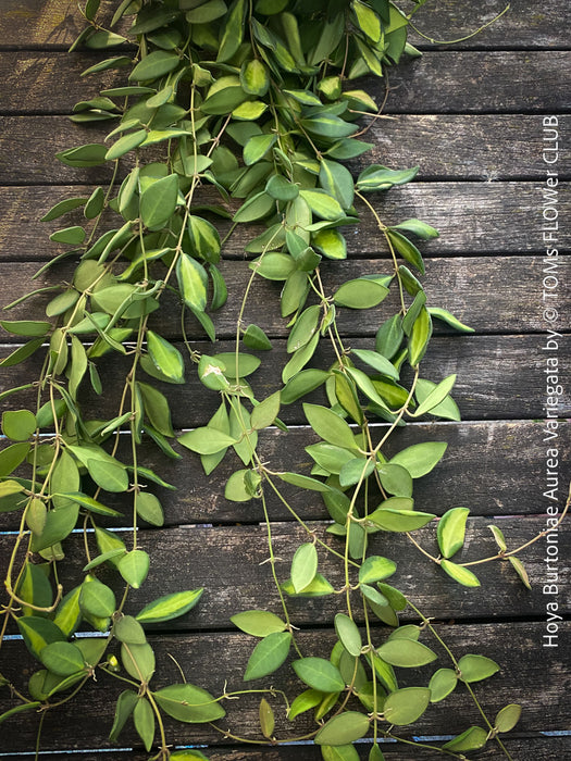 Hoya Burtoniae Aurea Variegata, organically grown tropical Hoya plants for sale at TOMs FLOWer CLUB.