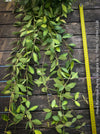 Hoya Burtoniae Aurea Variegata, organically grown tropical Hoya plants for sale at TOMs FLOWer CLUB.