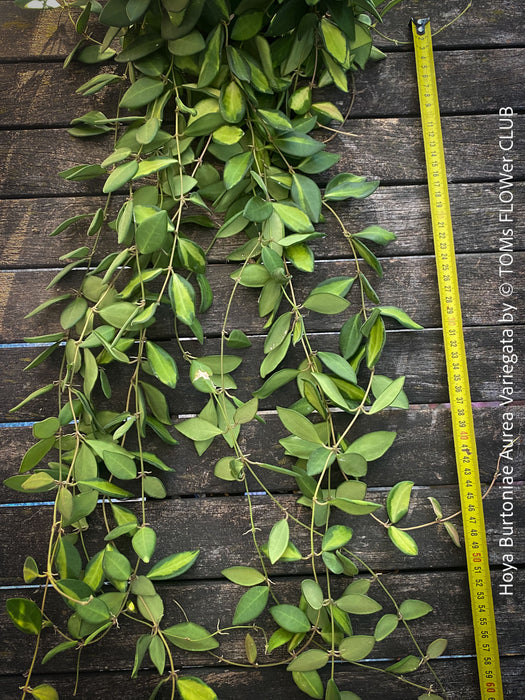 Hoya Burtoniae Aurea Variegata, organically grown tropical Hoya plants for sale at TOMs FLOWer CLUB.