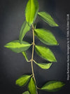 Hoya Burtoniae Aurea Variegata, organically grown tropical Hoya plants for sale at TOMs FLOWer CLUB.