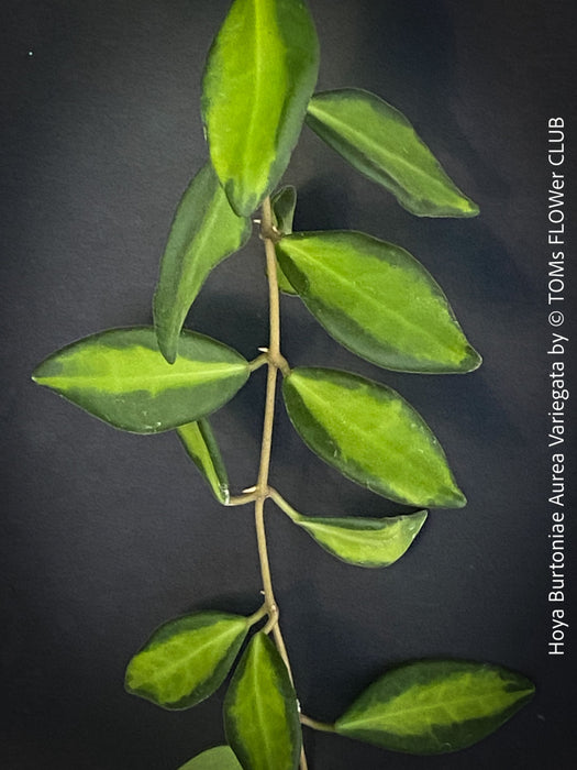 Hoya Burtoniae Aurea Variegata, organically grown tropical Hoya plants for sale at TOMs FLOWer CLUB.