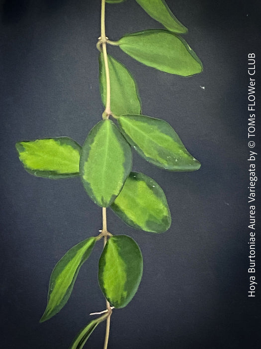 Hoya Burtoniae Aurea Variegata, organically grown tropical Hoya plants for sale at TOMs FLOWer CLUB.