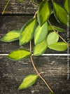 Hoya Burtoniae Aurea Variegata, organically grown tropical Hoya plants for sale at TOMs FLOWer CLUB.