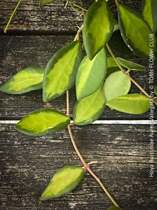 Hoya Burtoniae Aurea Variegata, organically grown tropical Hoya plants for sale at TOMs FLOWer CLUB.