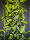 Hoya Burtoniae Aurea Variegata, organically grown tropical Hoya plants for sale at TOMs FLOWer CLUB.