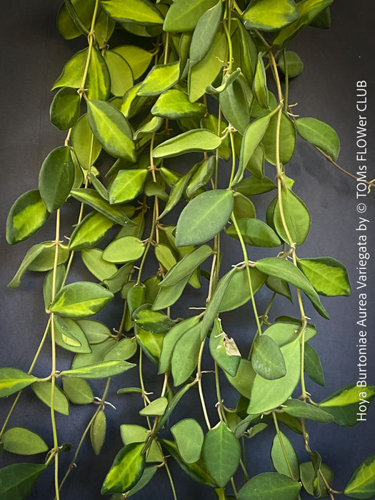 Hoya Burtoniae Aurea Variegata, organically grown tropical Hoya plants for sale at TOMs FLOWer CLUB.