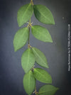 Hoya Burtoniae, cutting, organically grown tropical Hoya plants for sale at TOMs FLOWer CLUB.