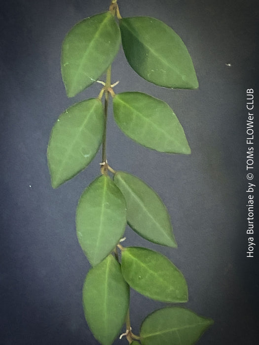Hoya Burtoniae, cutting, organically grown tropical Hoya plants for sale at TOMs FLOWer CLUB.