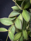 Hoya Burtoniae, cutting, organically grown tropical Hoya plants for sale at TOMs FLOWer CLUB.