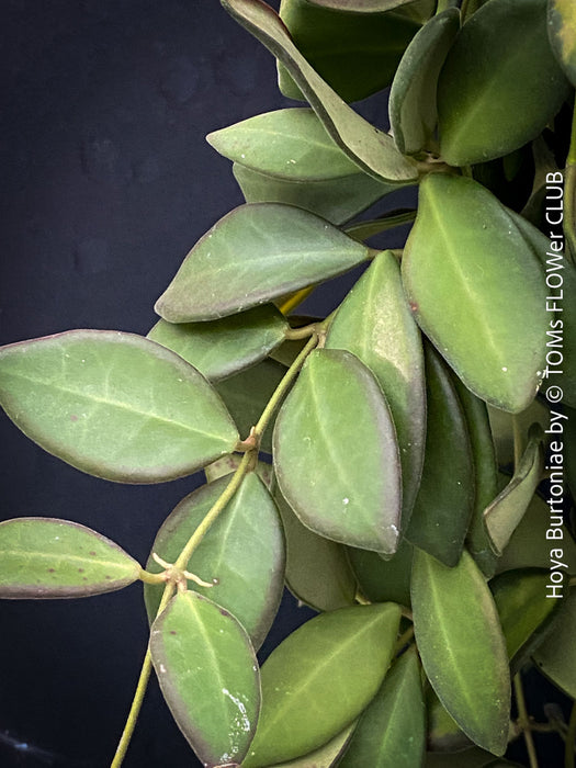 Hoya Burtoniae, cutting, organically grown tropical Hoya plants for sale at TOMs FLOWer CLUB.