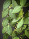 Hoya Burtoniae, cutting, organically grown tropical Hoya plants for sale at TOMs FLOWer CLUB.