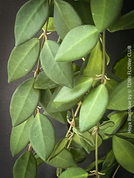 Hoya Burtoniae, cutting, organically grown tropical Hoya plants for sale at TOMs FLOWer CLUB.