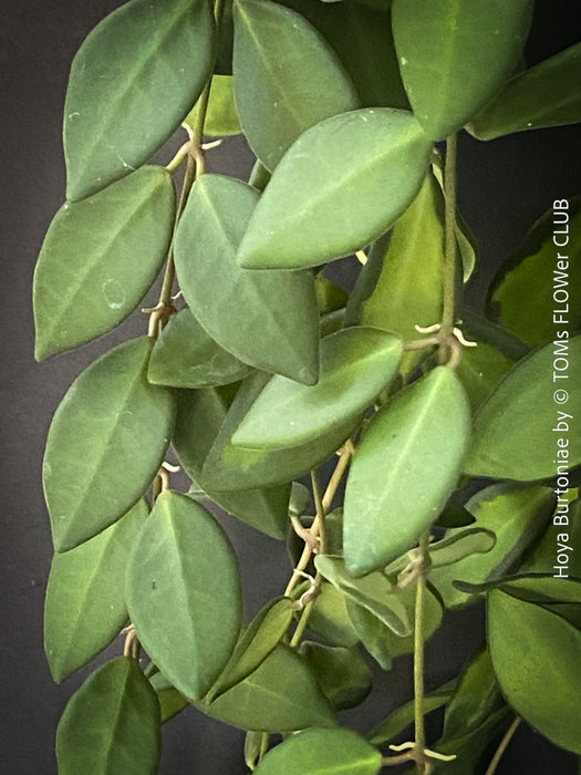 Hoya Burtoniae, cutting, organically grown tropical Hoya plants for sale at TOMs FLOWer CLUB.