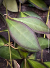 Hoya Burtoniae, cutting, organically grown tropical Hoya plants for sale at TOMs FLOWer CLUB.