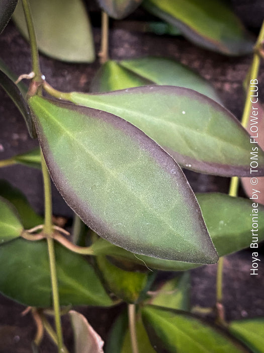 Hoya Burtoniae, cutting, organically grown tropical Hoya plants for sale at TOMs FLOWer CLUB.