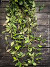 Hoya Burtoniae, cutting, organically grown tropical Hoya plants for sale at TOMs FLOWer CLUB.