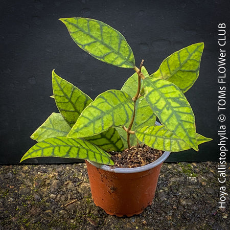 Hoya callistophylla, organically grown tropical plants for sale at TOMs FLOWer CLUB. 