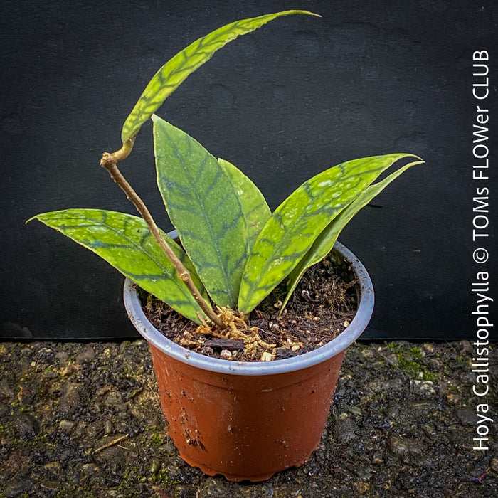 Hoya callistophylla, organically grown tropical plants for sale at TOMs FLOWer CLUB. 