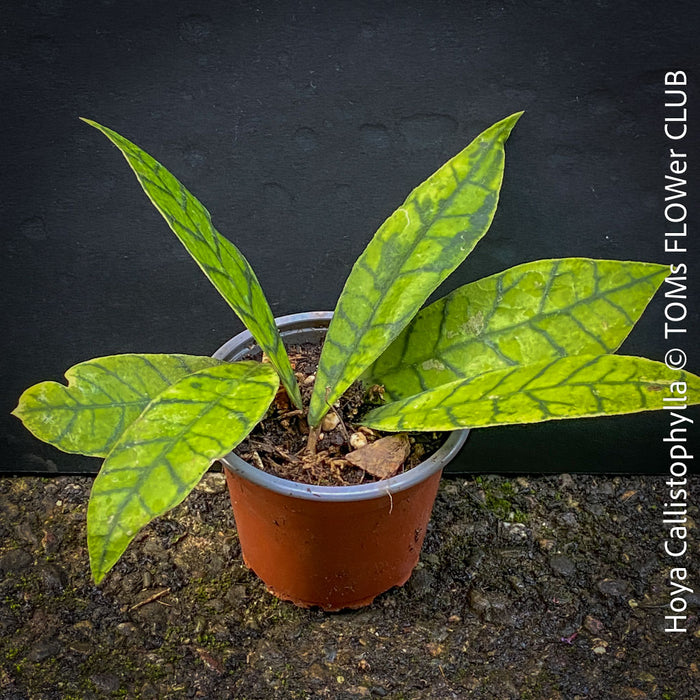 Hoya callistophylla, organically grown tropical plants for sale at TOMs FLOWer CLUB. 