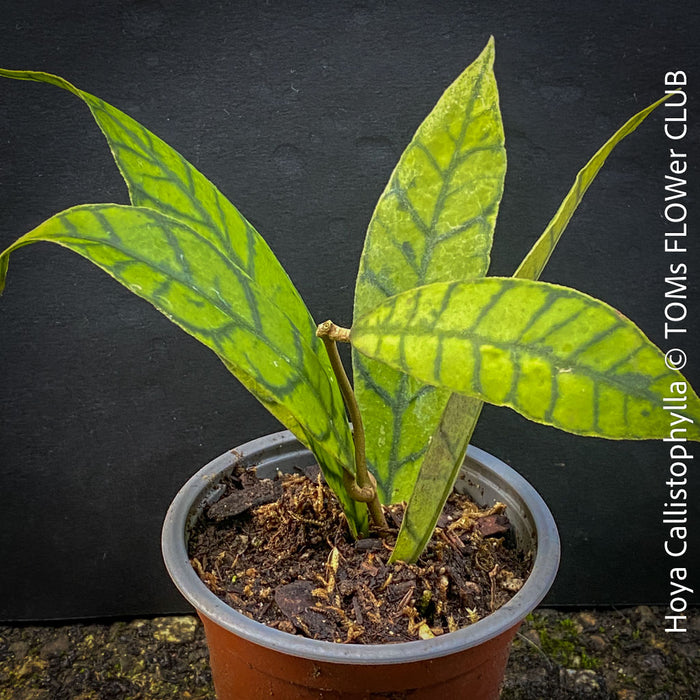 Hoya callistophylla, organically grown tropical plants for sale at TOMs FLOWer CLUB. 