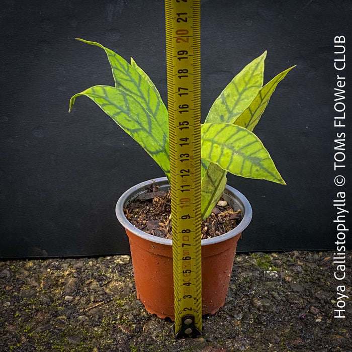 Hoya callistophylla, organically grown tropical plants for sale at TOMs FLOWer CLUB. 