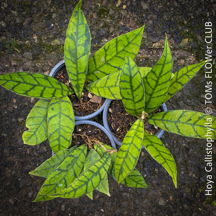 Hoya callistophylla, organically grown tropical plants for sale at TOMs FLOWer CLUB. 
