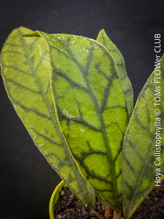 Hoya callistophylla, organically grown tropical plants for sale at TOMs FLOWer CLUB. 